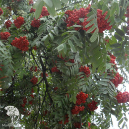 Рябина Матсумуры