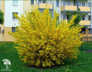 Фото  Форзиция промежуточная Голдзаубер