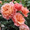 Роза флорибунда Мари Кюри фото 1 