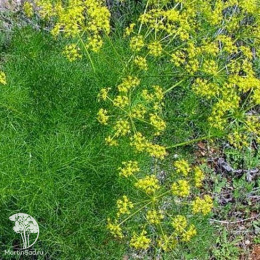 Фенхель Осенний красавец