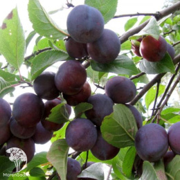 Слива гибрид Этюд + Заречная Ранняя