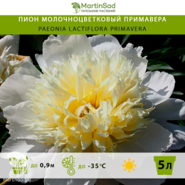 Пион молочноцветковый Примавера