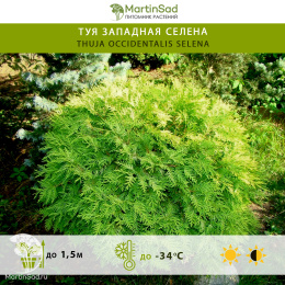 Туя западная Селена