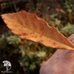 Дуб пильчатый Ишии на штамбе