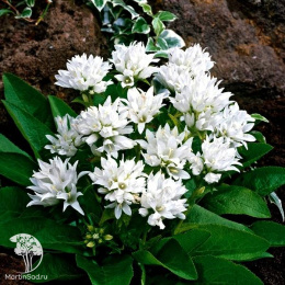 Колокольчик скученный Альба