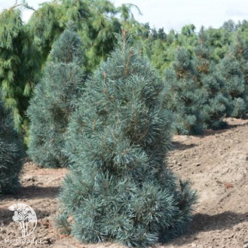 Фото Сосна обыкновенная Аргентия