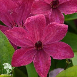 Клематис цельнолистный Экспандер