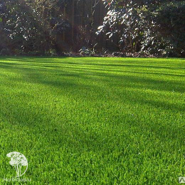 Газон Универсальный