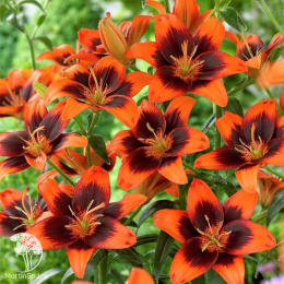 Лилия безпыльцовая Изи Сальса