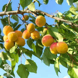 Абрикос Любимый