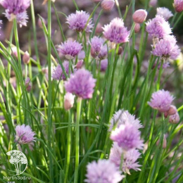 Шнитт-лук Эректа