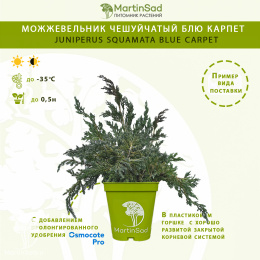 Можжевельник чешуйчатый Блю Карпет