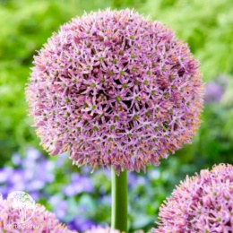 Лук Лаки Баллунс