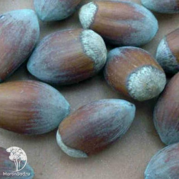 Фундук Ноттингемский