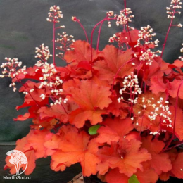 Сверхвыгодный микс! Гейхера Рио + Гейхера Рэд Лайтинг + Гейхера Электра