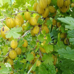 Крыжовник Куршу Дзинтарс