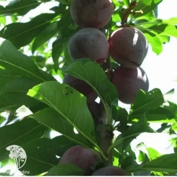 Фото Шарафуга синяя