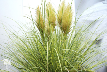 Фото Кортадерия Золотой Гоблин