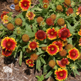 Гайлардия Примавера (крупноцветковая, сочно-желтая с красным основанием и красно-коричневым центром) Евро