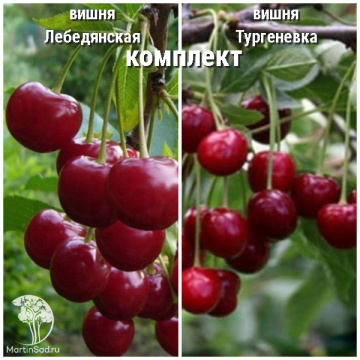 Фото Сверхвыгодный комплект! Вишня Лебедянская + опылитель вишня Тургеневка