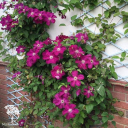 Клематис крупноцветковый Эрнест Маркхем