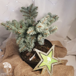 Ель новогодняя Глаука Глобоза 20-30 см