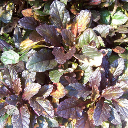 Живучка ползучая Мультиколор