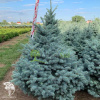 Ель колючая Глаука Марси фото 1 
