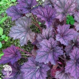 Сверхвыгодный микс! Гейхера Плам Каскад + Гейхера Фростед Вайолет + Гейхера Регина