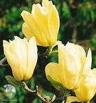 Магнолия обнаженная Еллоу Ривер