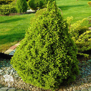 Фото Ель канадская Десембер