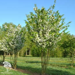 Яблоня декоративная Мадонна