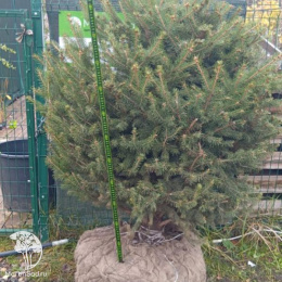 Ель голубая сформированная Шаром