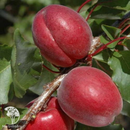 Абрикос обыкновенный Саратовский Рубин + Чёрный Принц