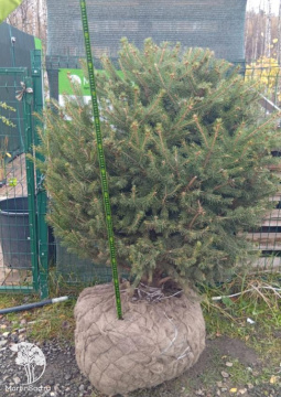 Фото Ель голубая сформированная Шаром