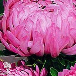 Астра Фламинго розовый, однолетняя (пионовидная) 