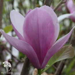 Магнолия Коутс