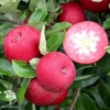 Яблоня красномякотная Байя Мариса фото 3 