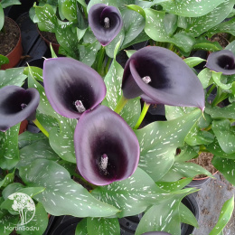  Калла Одесса