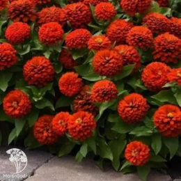 Цинния георгиновидная "Фэнтези" F1 Персидский Красный