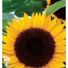 Подсолнечник Воронежский 638 