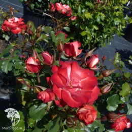 Роза чайно-гибридная Ностальжи на штамбе