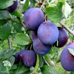 Слива гибрид Ника + Агафоновский