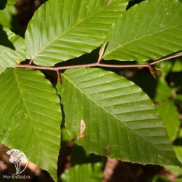 Бук крупнолистный Диамонд Барк