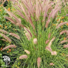 Пеннисетум лисохвостный Литл Хоней
