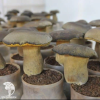 Боровик австралийский гриб на зерновом субстрате, больш. пак. фото 2 
