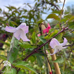 Клематис Фейри Слиперс