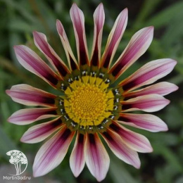 Газания (Гацания) Садовая звезда