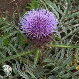 Артишок посевной (Артишок колючий)
