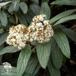 Калина морщинистолистная